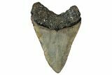 Fossil Megalodon Tooth - North Carolina #349322-2
